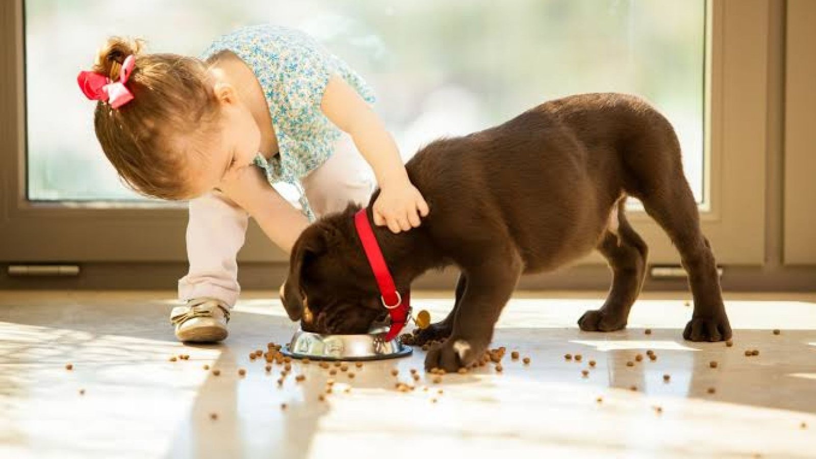 Terapias com Animais de Estimação
