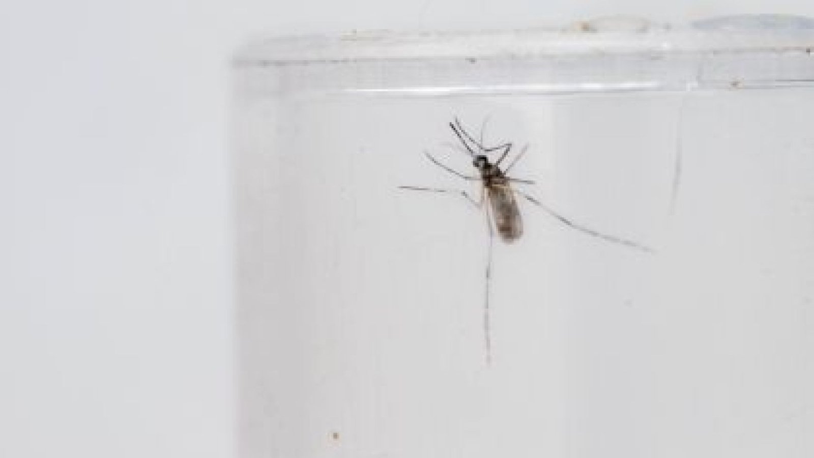 Estado do Rio de Janeiro mantém decreto de epidemia de dengue