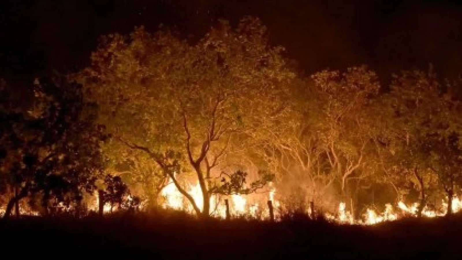 Mais de 1000 hectares foram queimados em fevereiro deste ano