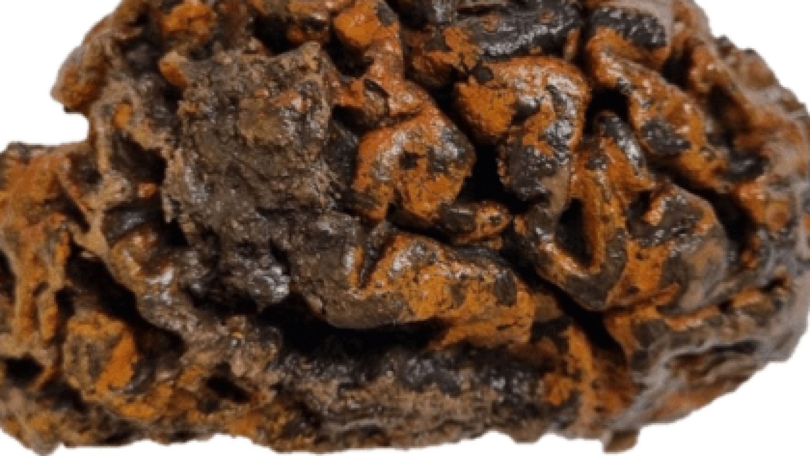 Cérebros foram encontrados preservados com mais de 12 mil anos