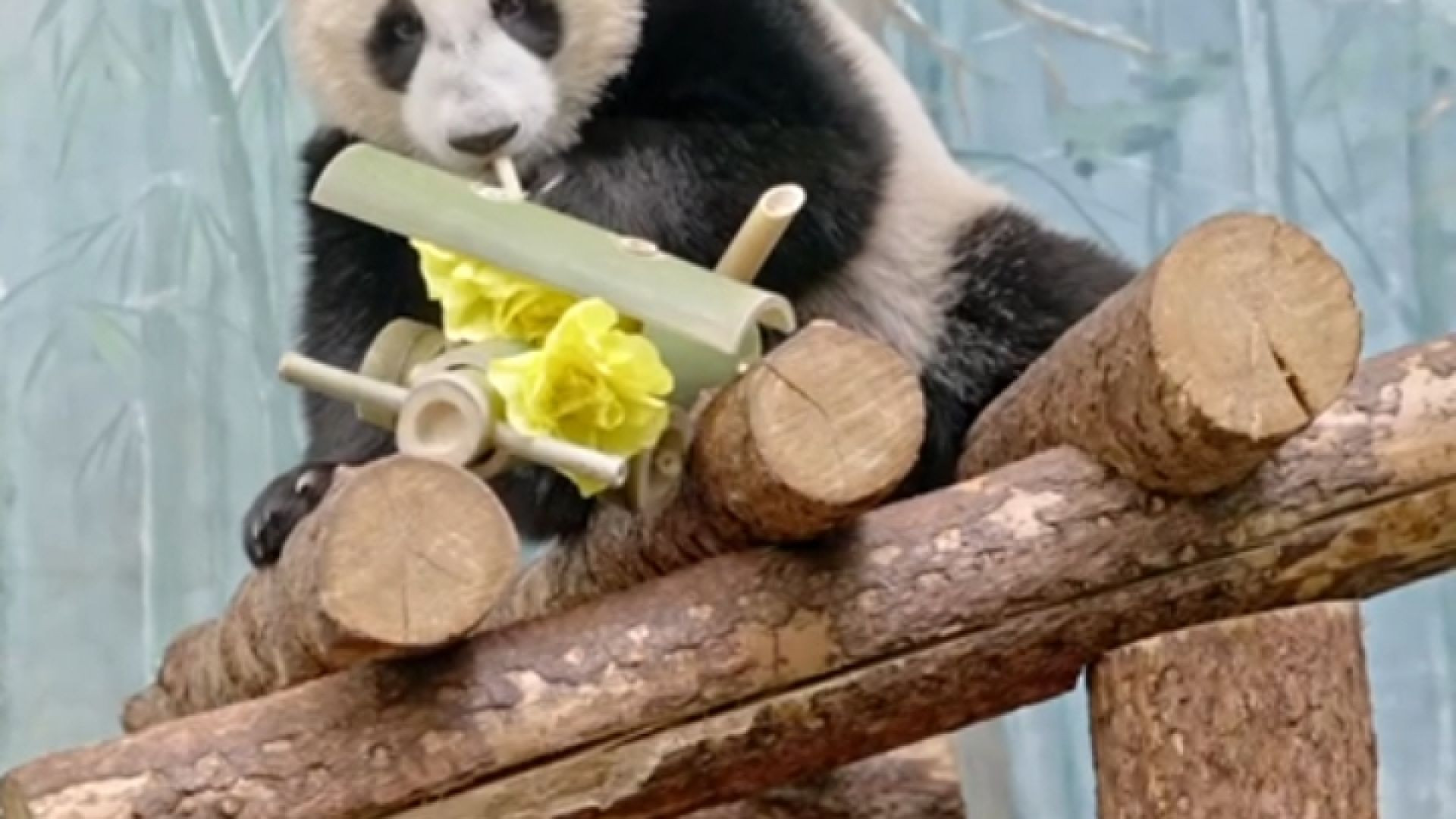 Zoológico de Moscou fizeram um avião de bambu decorado com flores de papel de bambu para a panda Kat