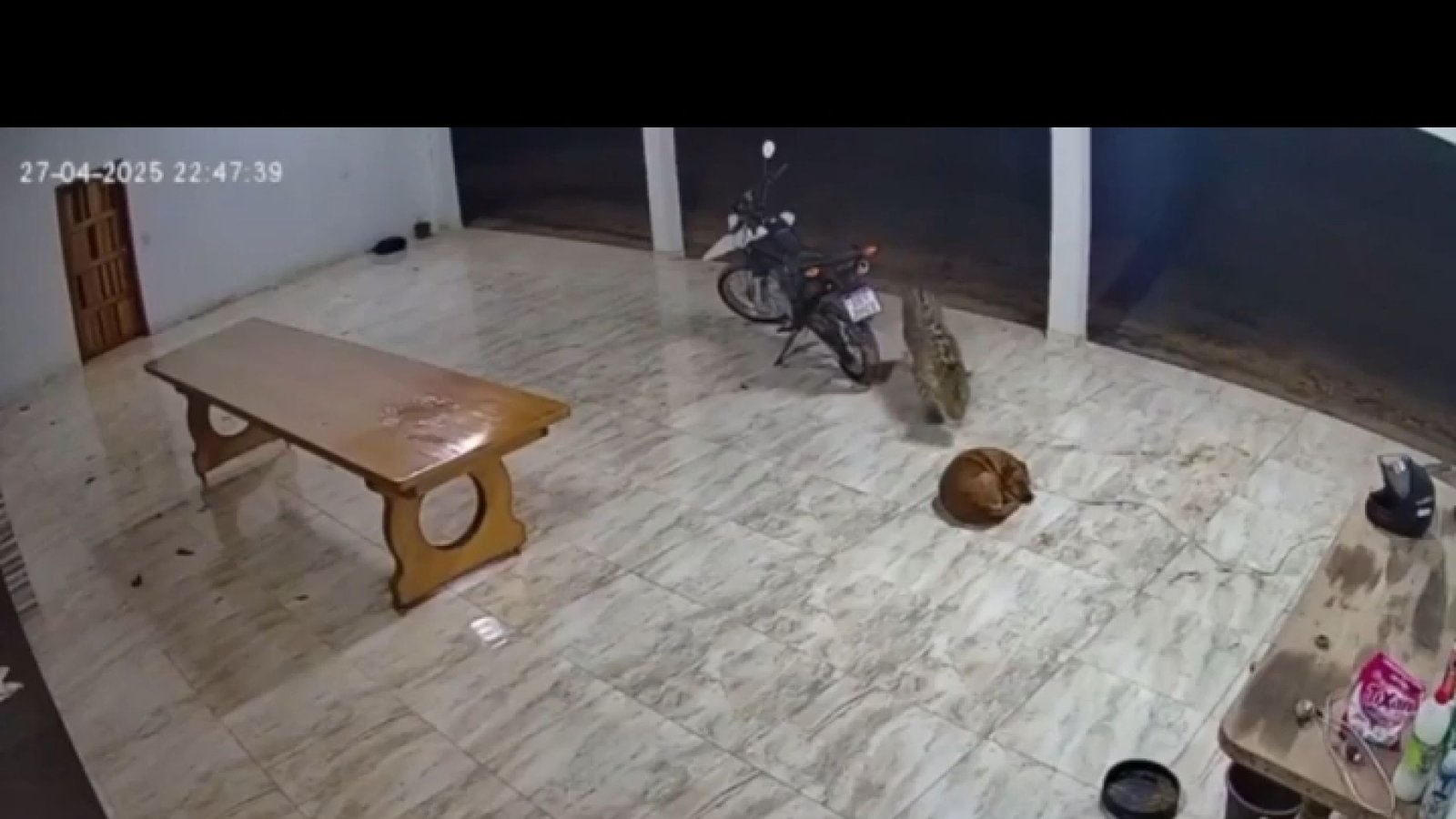 Onça matando cachorro